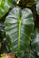 Beautiful leaves of philodendron plant