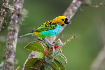 Gilt-edged tanager (tangara cyanoventris)