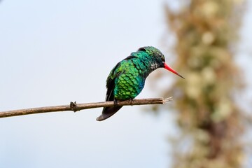 Glittering-bellied Emerald (chlorostilbon lucidus)