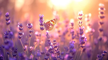 Fototapeten Wide field of lavender and butterfly in summer sunset, panorama background. © INK ART BACKGROUND