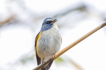 幸せの青い鳥、可愛いルリビタキ（ヒタキ科）。

日本国神奈川県にて。
2023年冬撮影。
