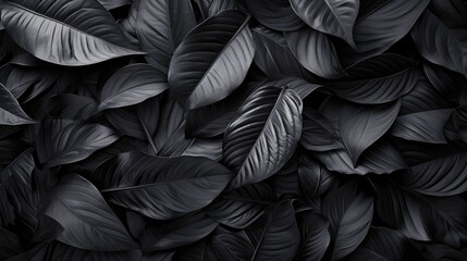 Textures of abstract black leaves for tropical leaf background.