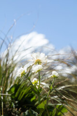 Still life of a white wildflower in New Zealand. Nature.