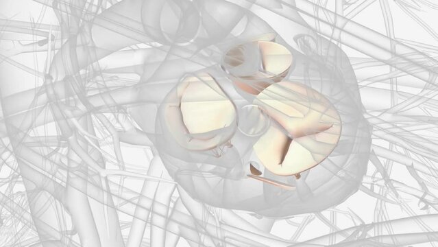 The human heart has four valves, aortic, mitral, pulmonary and tricuspid that control blood flow.