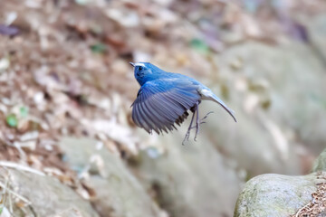 幸せの青い鳥、可愛いルリビタキ（ヒタキ科）。

日本国神奈川県にて。
2023年冬撮影。
