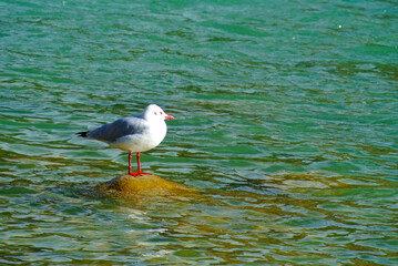 Bar-Headed Goose in Ladhak, india