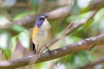 幸せの青い鳥、可愛いルリビタキ（ヒタキ科）。

日本国神奈川県にて。
2023年冬撮影。
