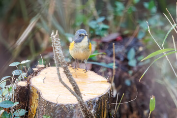 幸せの青い鳥、可愛いルリビタキ（ヒタキ科）。

日本国神奈川県にて。
2023年冬撮影。
