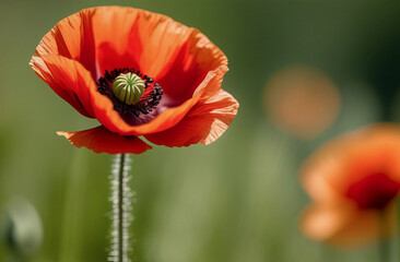 Close up red poppy flower in field