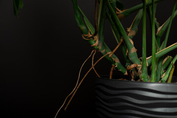 Monstera deliciosa aerial roots closeup © stenkovlad