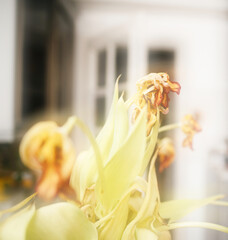 An artistic image of dried tulips in the foreground, with a defocused kitchen background, creating a serene and contemplative scene
