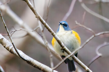 幸せの青い鳥、可愛いルリビタキ（ヒタキ科）。

日本国神奈川県にて。
2023年冬撮影。
