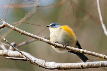 幸せの青い鳥、可愛いルリビタキ（ヒタキ科）。

日本国神奈川県にて。
2023年冬撮影。
