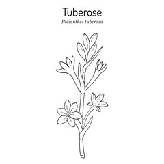 Tuberose (agave amica or Polianthes tuberosa), edible, ornamental and medicinal plant