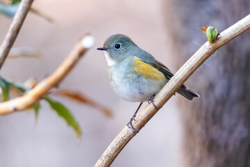 幸せの青い鳥、可愛いルリビタキ（ヒタキ科）。

日本国神奈川県にて。
2023年冬撮影。
