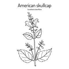 American or blue skullcap (Scutellaria lateriflora ), medicinal plant.