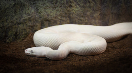 White snake python isolated on dark background