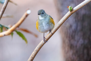 幸せの青い鳥、可愛いルリビタキ（ヒタキ科）。

日本国神奈川県にて。
2023年冬撮影。
