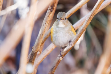 幸せの青い鳥、可愛いルリビタキ（ヒタキ科）。

日本国神奈川県にて。
2023年冬撮影。
