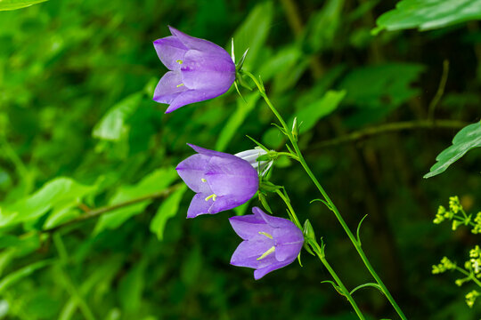 Balloon Flower, Tussock Bellflower, Campanula persicifolia or Campanula carpatica purple bell flowers in fall garden
