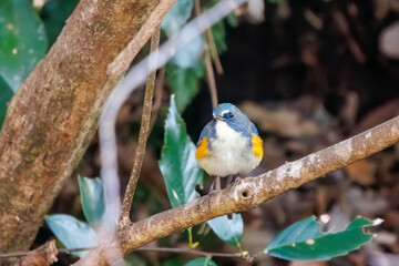 幸せの青い鳥、可愛いルリビタキ（ヒタキ科）。

日本国神奈川県にて。
2023年冬撮影。
