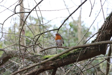 Robin