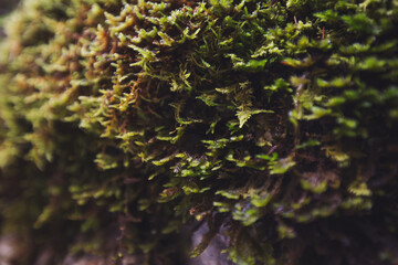 Green moss grows on moist trees. A stone on which green moss grows. Mossy forest ground. close up of green moss in nature background. Ecosystem, ecology concept. Green planet.
