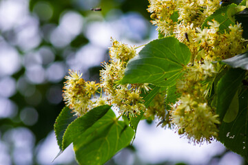 Tilia cordata linden tree branches in bloom, springtime flowering small leaved lime, green leaves...