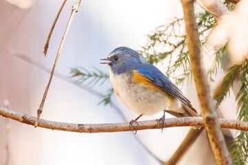 幸せの青い鳥、可愛いルリビタキ（ヒタキ科）。

日本国神奈川県にて。
2023年冬撮影。
