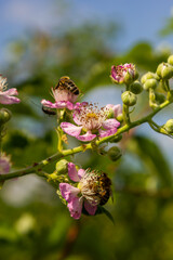 Soft pink blackberry flowers and buds in spring - Rubus fruticosus