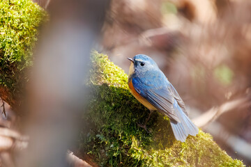 幸せの青い鳥、可愛いルリビタキ（ヒタキ科）。

日本国神奈川県にて。
2023年冬撮影。

