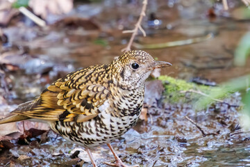 幸せの青い鳥、可愛いルリビタキ（ヒタキ科）。

日本国神奈川県にて。
2023年冬撮影。
