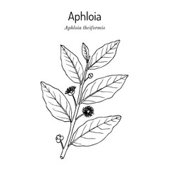 Aphloia theiformis medicinal plant