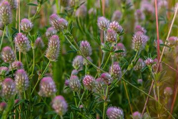 Trifolium arvense closeup. Fluffy clover in a meadow. Summer flora growing in the field. Colorful bright plants. Selective focus on the details, blurred background