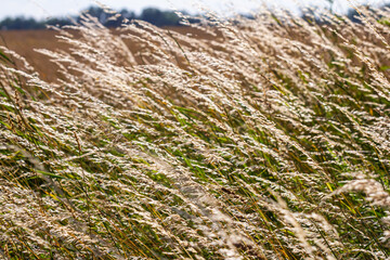 Meadow grass meadow with the tops of stele panicles. Poa pratensis green meadow european grass