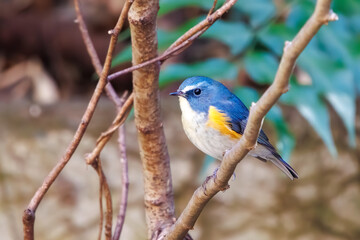 幸せの青い鳥、可愛いルリビタキ（ヒタキ科）。

日本国神奈川県にて。
2023年冬撮影。
