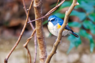 幸せの青い鳥、可愛いルリビタキ（ヒタキ科）。

日本国神奈川県にて。
2023年冬撮影。
