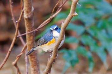 Fototapeta premium 幸せの青い鳥、可愛いルリビタキ（ヒタキ科）。日本国神奈川県にて。 2023年冬撮影。 
