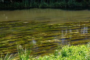 Water plants in the river - Pondweed - Potamogeton natans