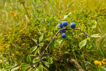 Blackthorn Prunus spinosa, also known as blackthorn