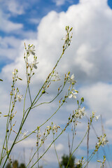Fragile white and yellow flowers of Anthericum ramosum, star-shaped, growing in a meadow in the wild, blurred green background, warm colors, bright and sunny summer day