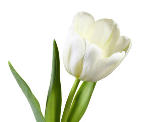 Weiße Tulpe isoliert auf weißem Hintergrund, Freisteller 