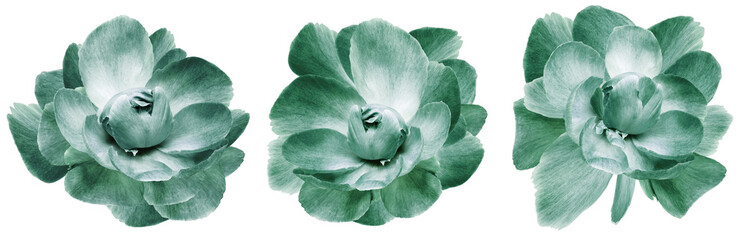 Set   green   peonies  flowers   on  isolated background with clipping path. Closeup.. Transparent...