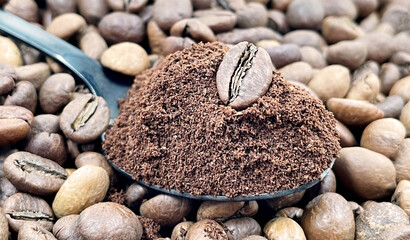 Fototapeta premium Against the background of roasted aromatic coffee beans lies a metal spoon filled with ground coffee. A drink made from roasted and ground beans from the coffee tree or coffee bush.
