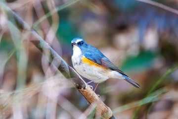 幸せの青い鳥、可愛いルリビタキ（ヒタキ科）。

日本国神奈川県にて。
2023年冬撮影。
