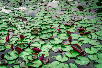 Water lily in the pond with green leaves and red flowers