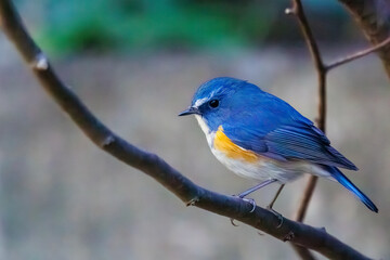 Obraz premium 幸せの青い鳥、可愛いルリビタキ（ヒタキ科）。日本国神奈川県にて。 2023年冬撮影。 