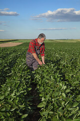 Farmer or agronomist inspecting green soybean plants in field, agriculture in late spring or early summer