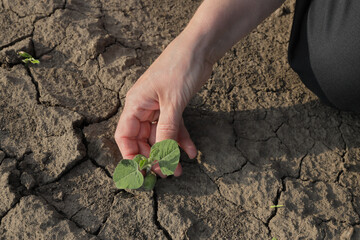Farmer or agronomist in soybean field examining young green crop, closeup of hand and small plant at cracked dry land, drought in field