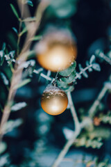 Eucalyptus branch adorned with a golden globe, captured in a real photo ideal for a winter postcard in a green evening garden.